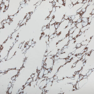 Arabescato-Viola-Quartz-CQS-ARAVIO