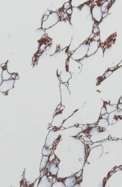 Arabescato Viola CQS Quartz Worktop